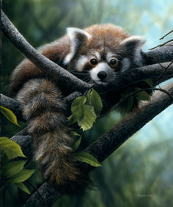 153 Red Panda.jpg