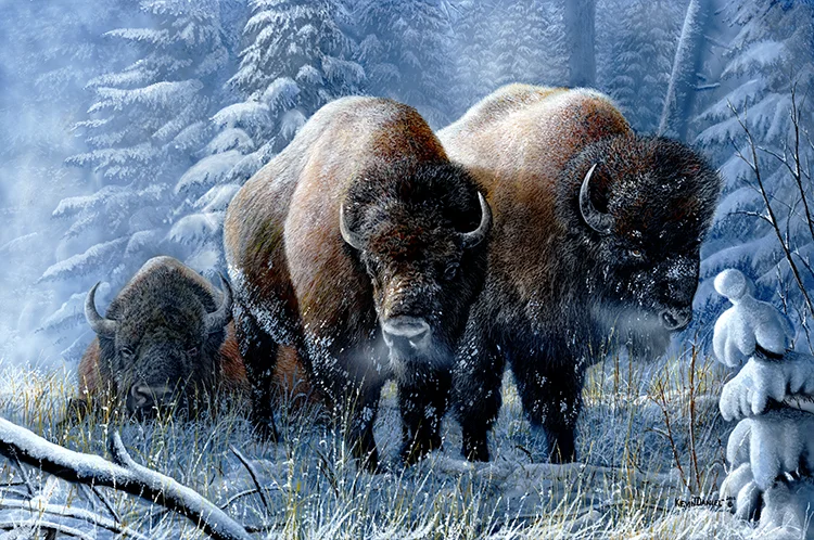 Winter Respite - Bison