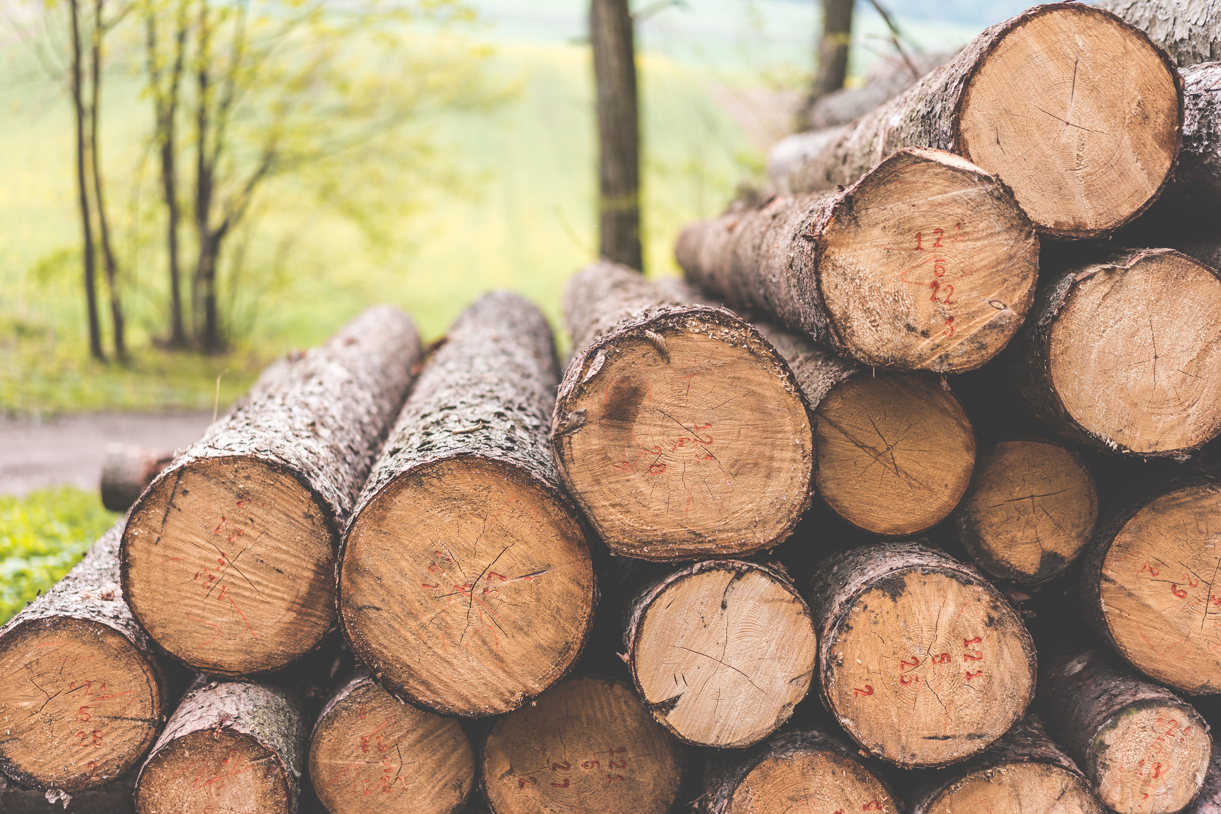 stack-of-felled-trees-felling-forestry-operations-picjumbo-com.jpg