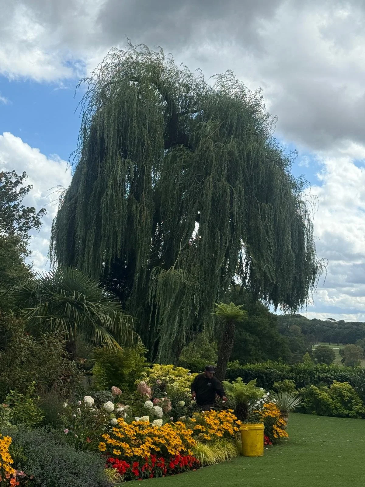 Neil 5 emergency tree.jpeg