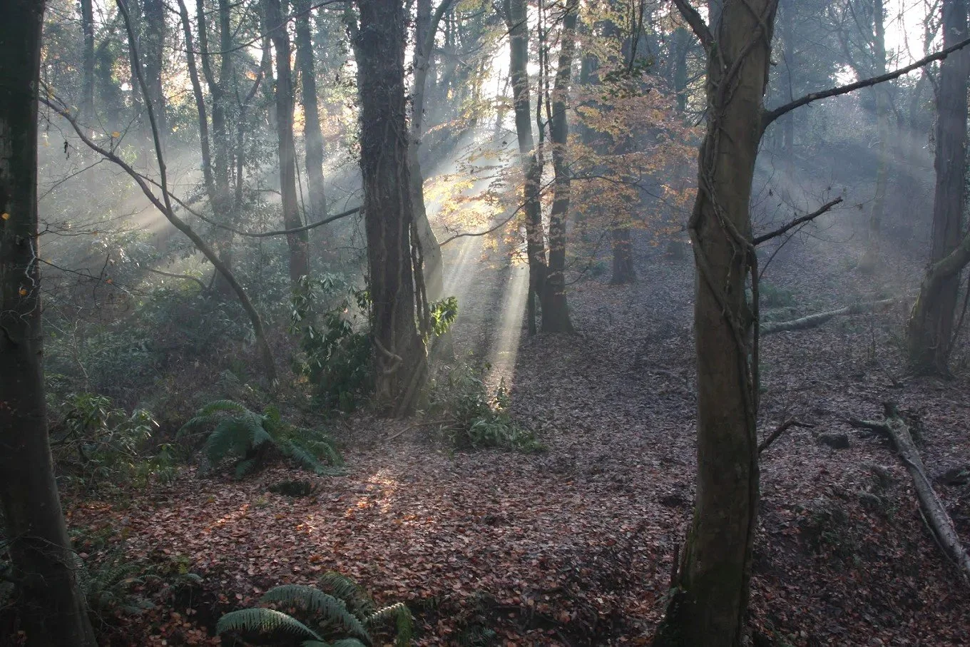 Practice: Reading Nature - Our First Bible
