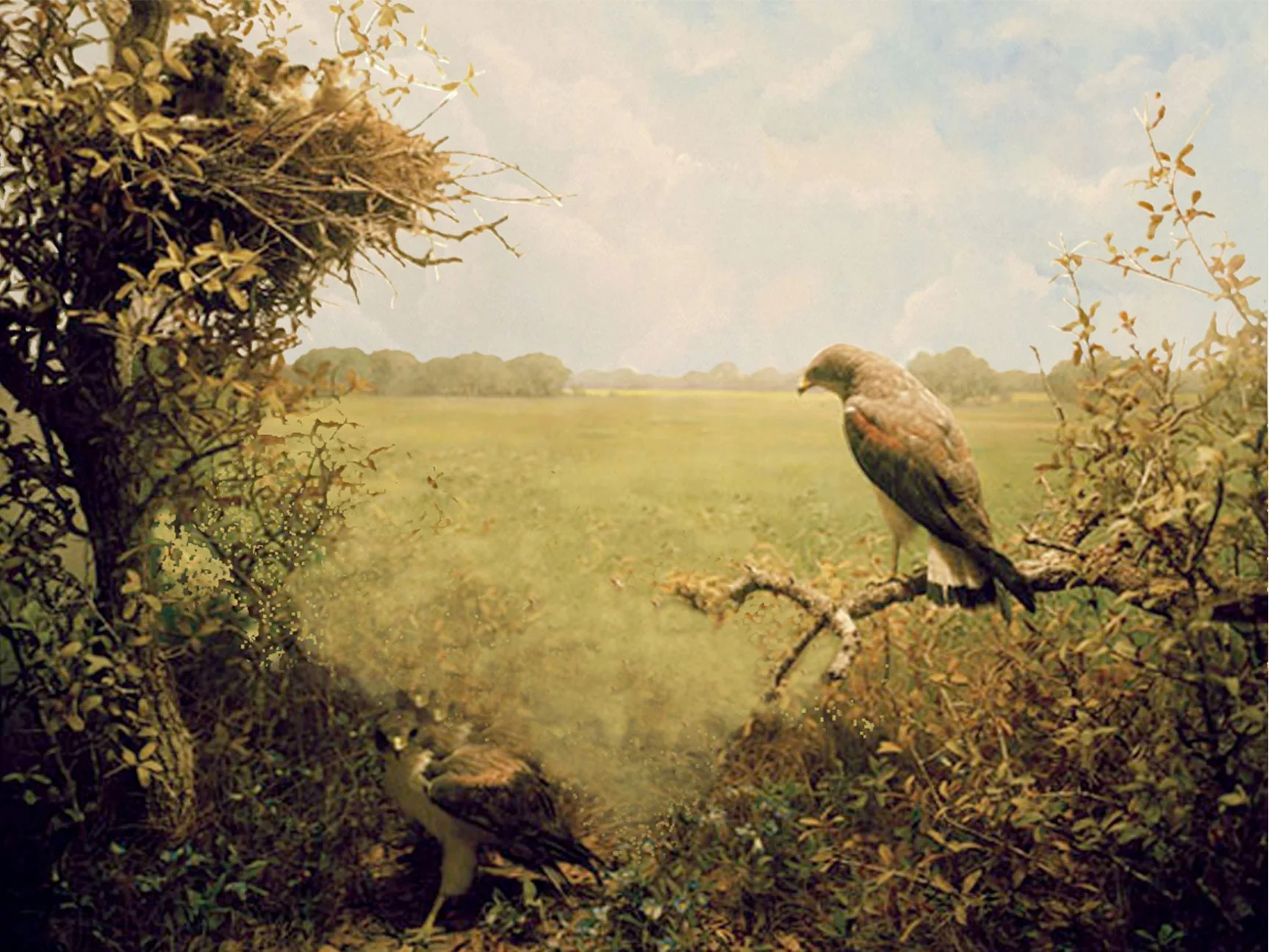EDITgrasslands-final.jpg
