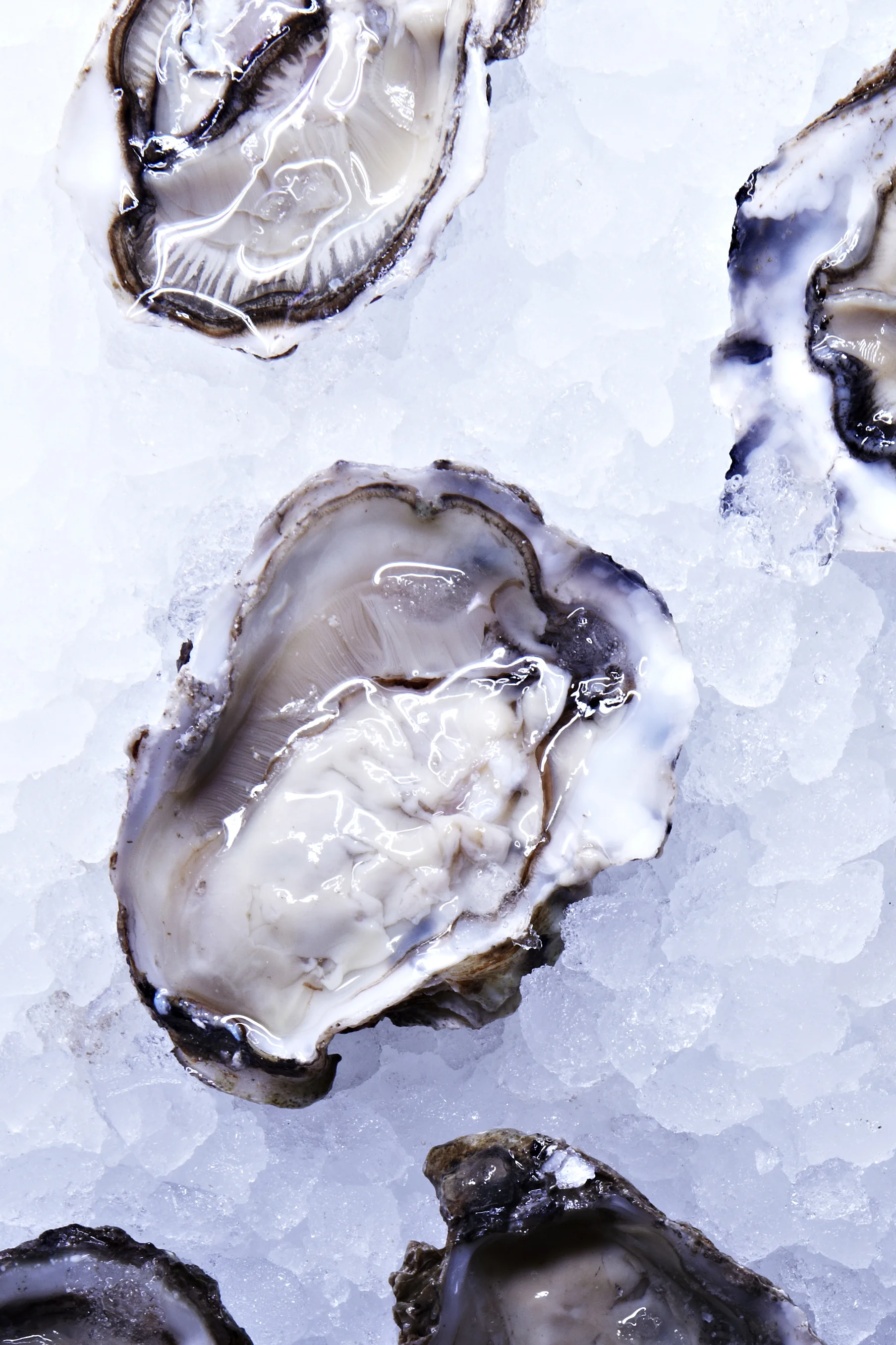 oysters.jpg