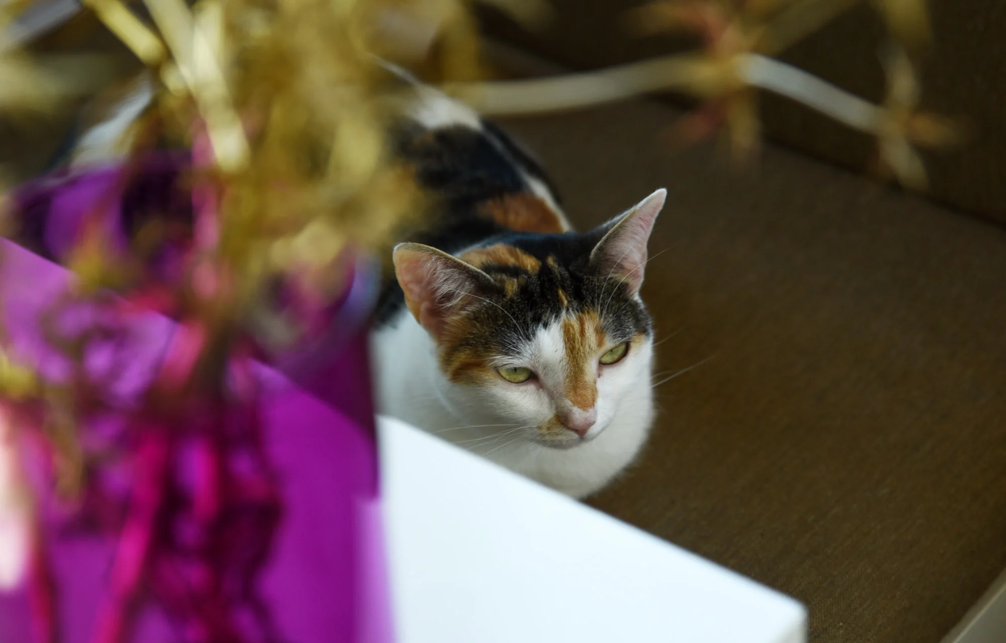 Nice Stuff for Cat Lovers II