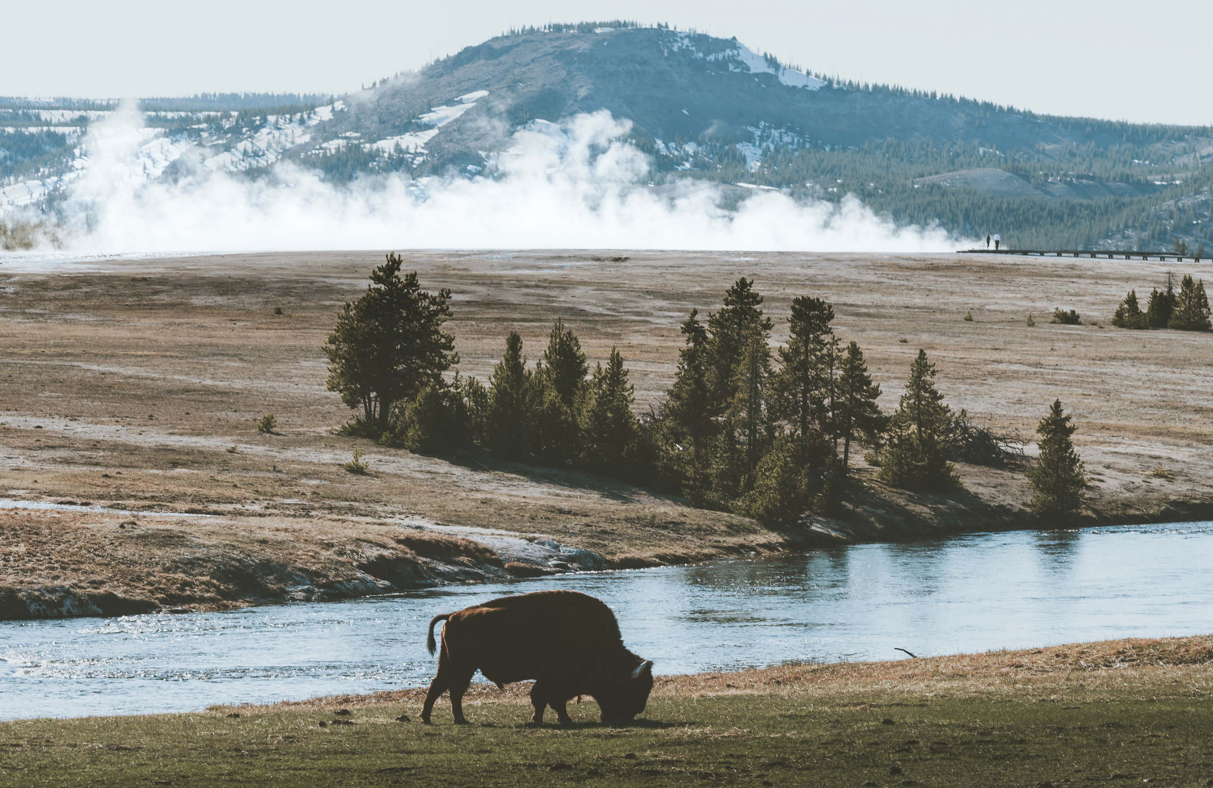 Classic Yellowstone.jpg