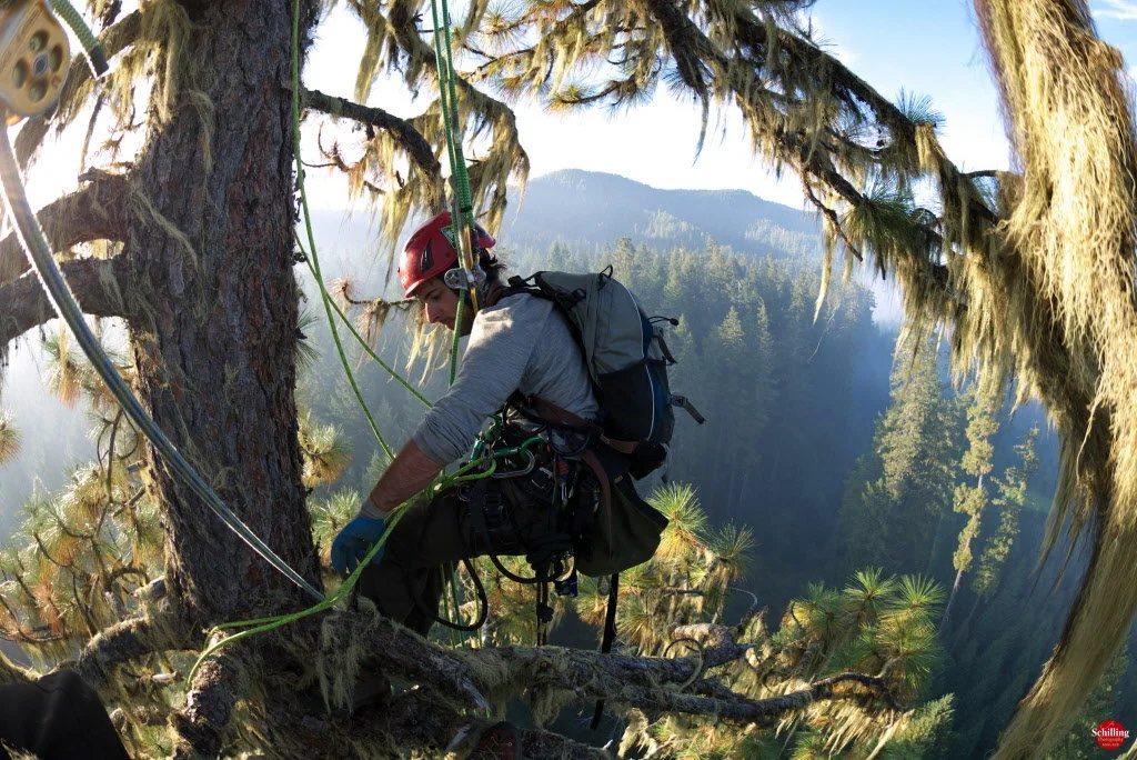 trphalanxbigpine-9jpg-3294d67982b1929c.jpg