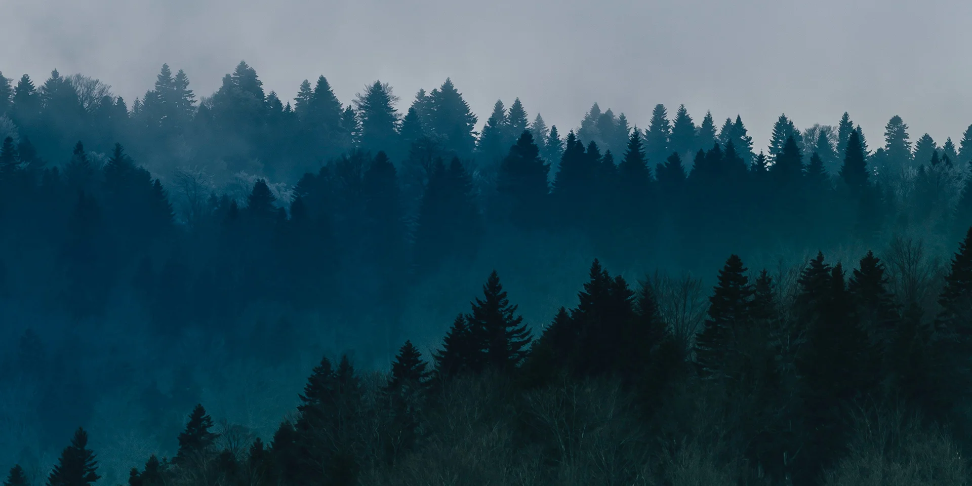 Header_Woods.jpg