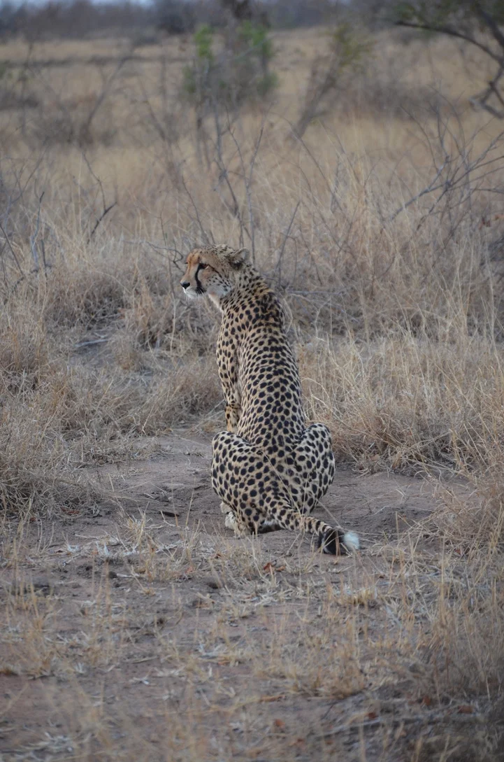  Taken at Kruger National Park, South Africa (2019) 