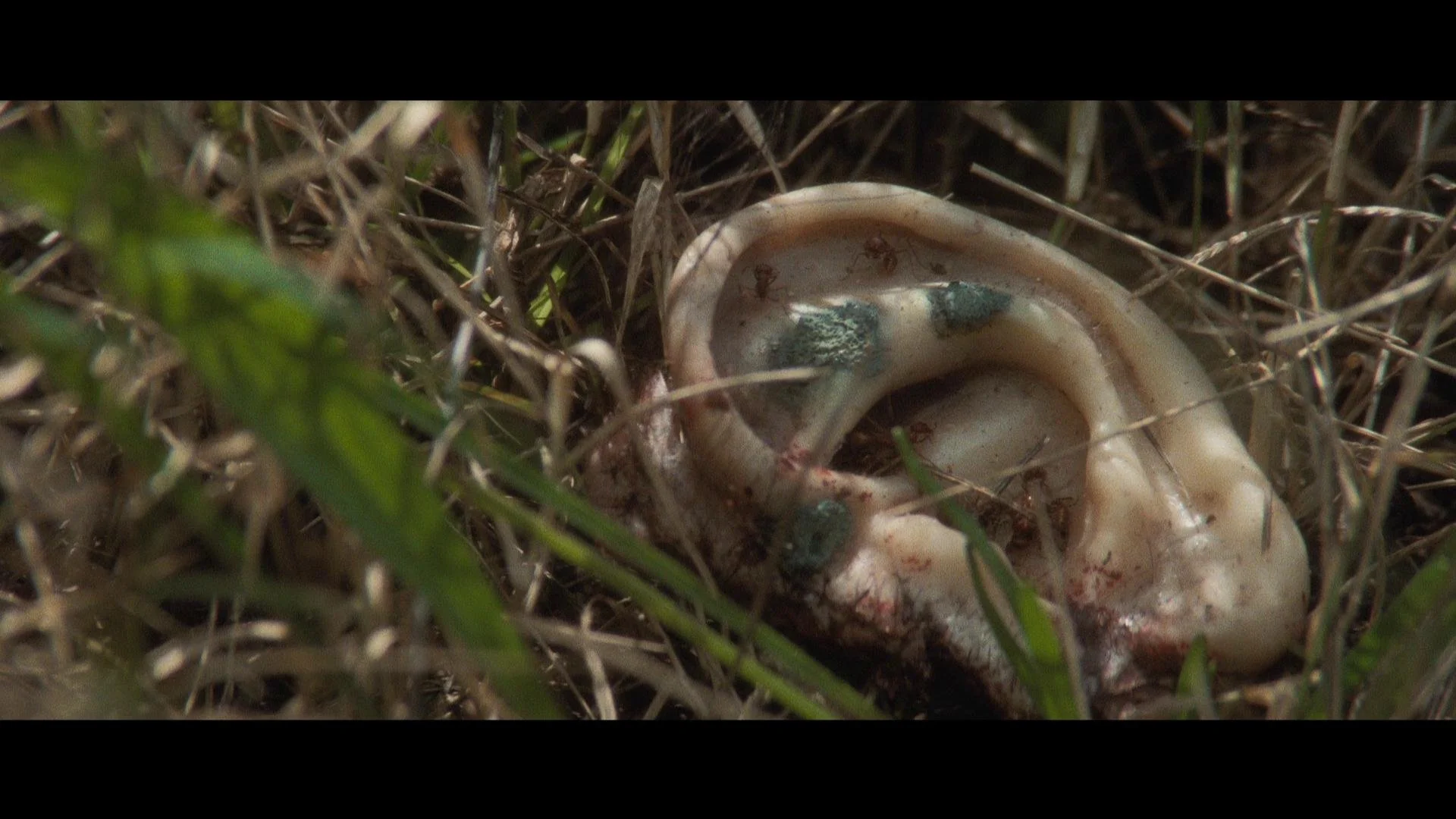 Art House Decadence - All screenings of the BADS Film Club 2025