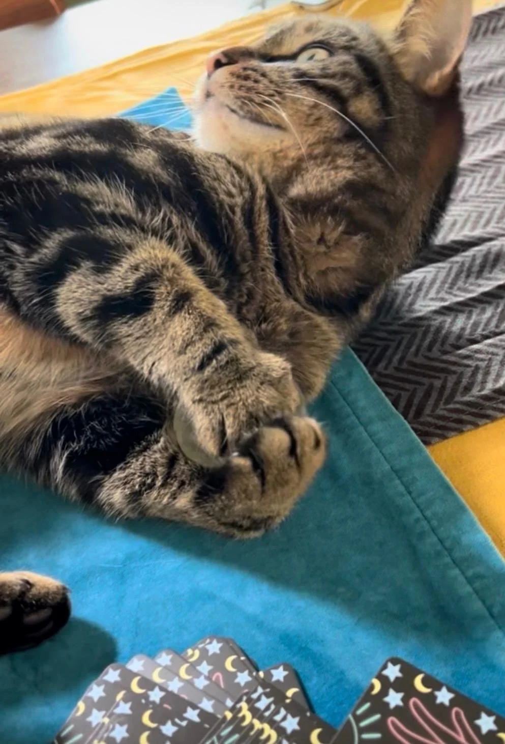 Tarot Cultures - Concession Price Ticket (launch night and both conference days)