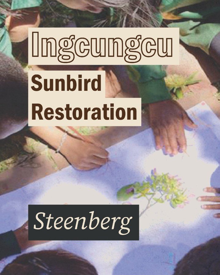 𝗜𝗻𝗴𝗰𝘂𝗻𝗴𝗰𝘂 𝗦𝘂𝗻𝗯𝗶𝗿𝗱 𝗥𝗲𝘀𝘁𝗼𝗿𝗮𝘁𝗶𝗼𝗻 - linking youth development with biodiversity revival. From new eco clubs to indigenous school gardens, this project transforms schools into green learning hubs and strengthens the Cape Flats s