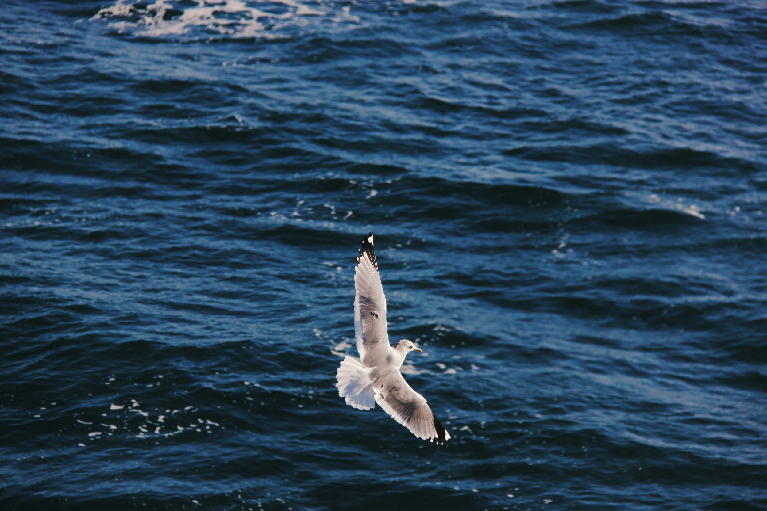 IMG_3928.jpg