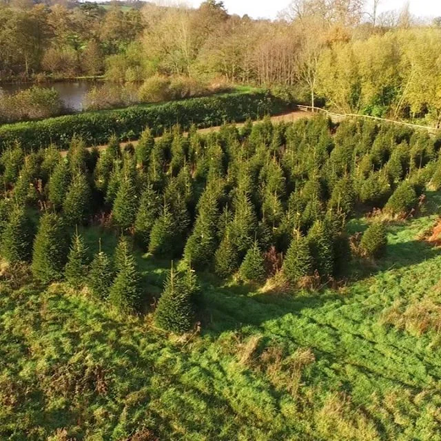 Real Christmas Trees in Portishead from £22