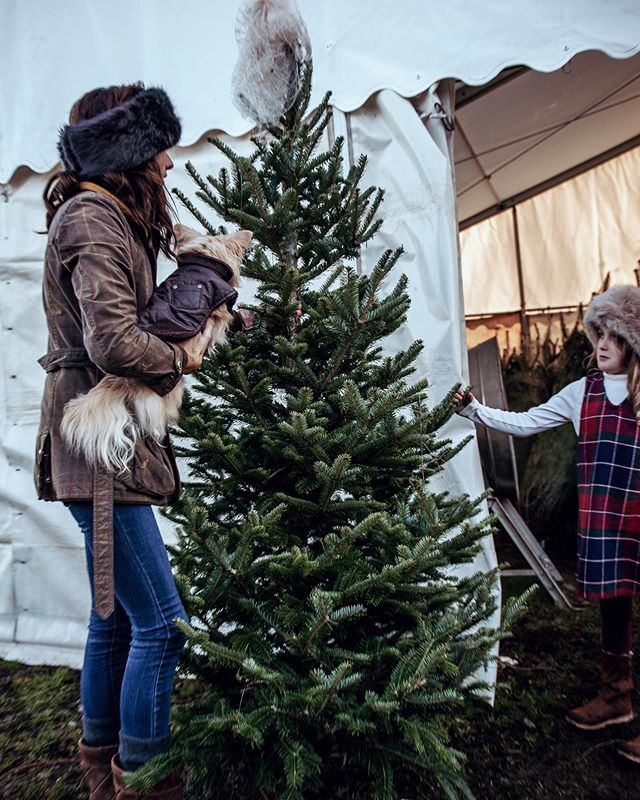 Ready for this weekend? 
Stunning selection of beautiful trees in our marquee! 
Get down to Sheepway this weekend to choose your tree 🎄 
@lifeinthecottage thank you x