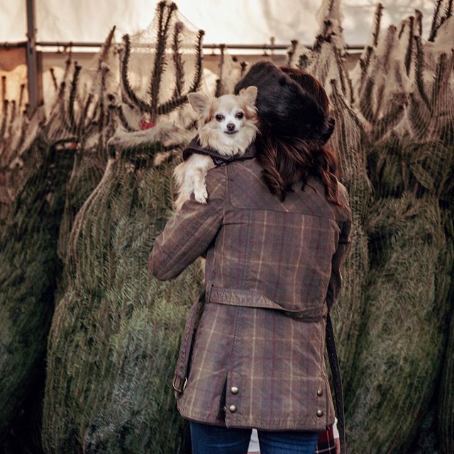 Cutting trees daily at the farm....Great time to get a 🎄! Rain or shine choose your freshly cut home grown sustainable Christmas tree! 
Please tag friends / family who haven&rsquo;t got a tree yet! 
www.sheepwaychristmastrees.com