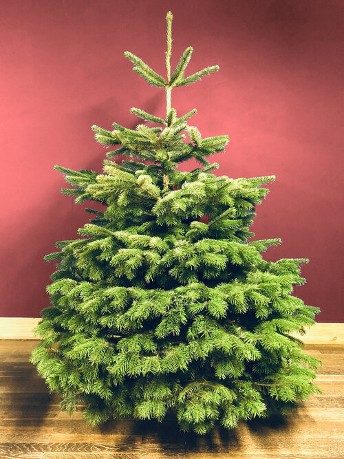 Nordmann Fir Christmas Trees | Deliveries — Trees in Portishead