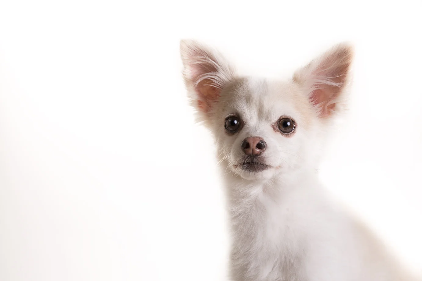 ANP_Pooches004.jpg