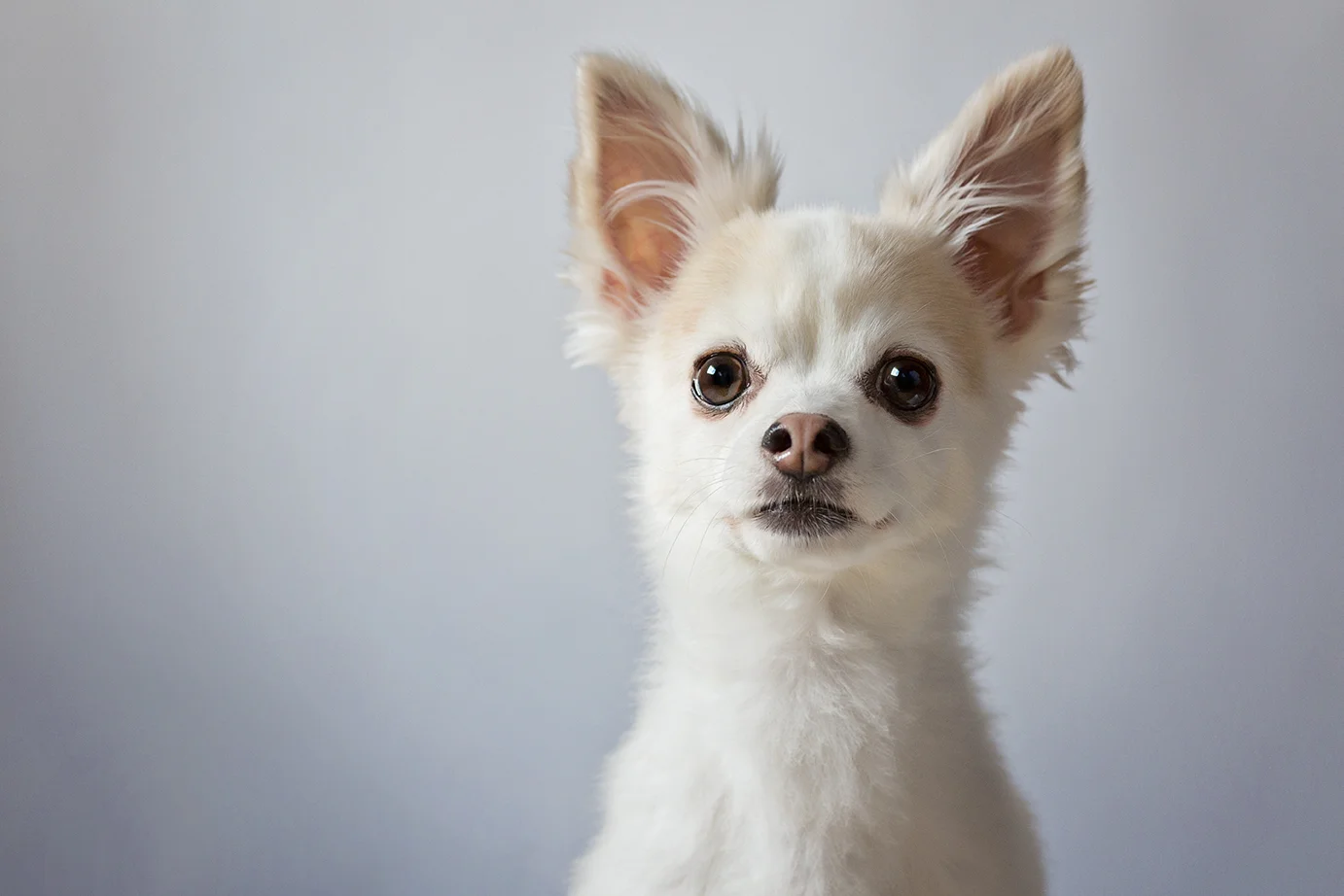 ANP_Pooches003.jpg