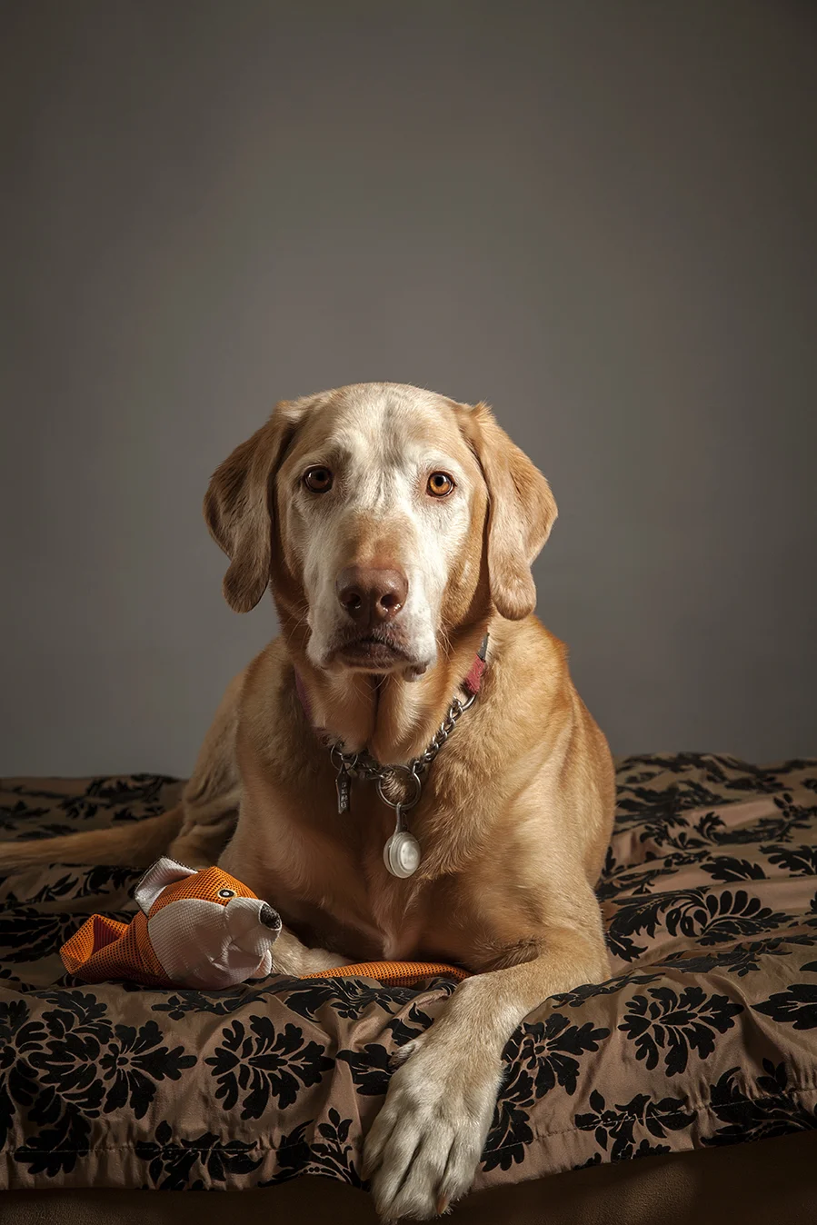ANP_Pooches010.jpg