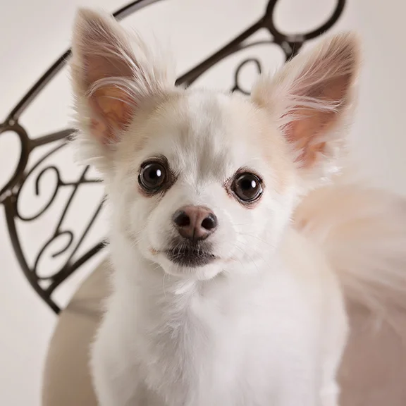 ANP_Pooches016.jpg