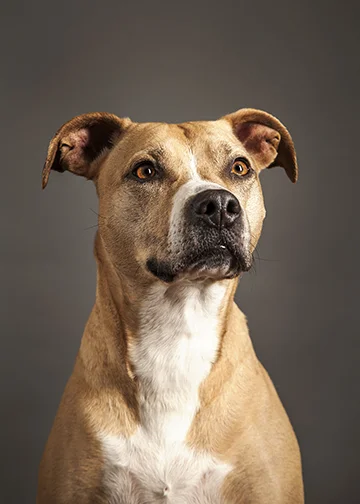 ANP_Pooches017.jpg