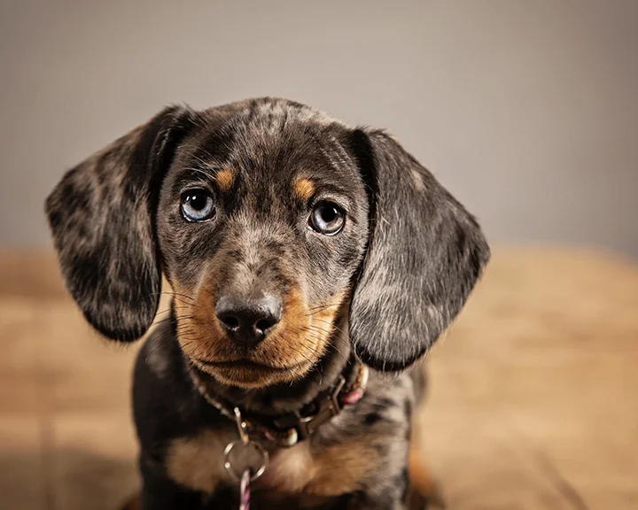 ANP_Pooches018.jpg