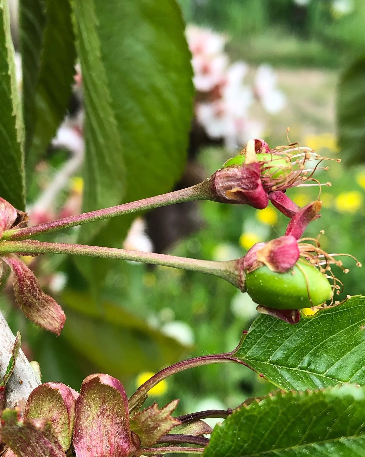 Sar&ograve; una grossa e succosa ciliegia 🍒