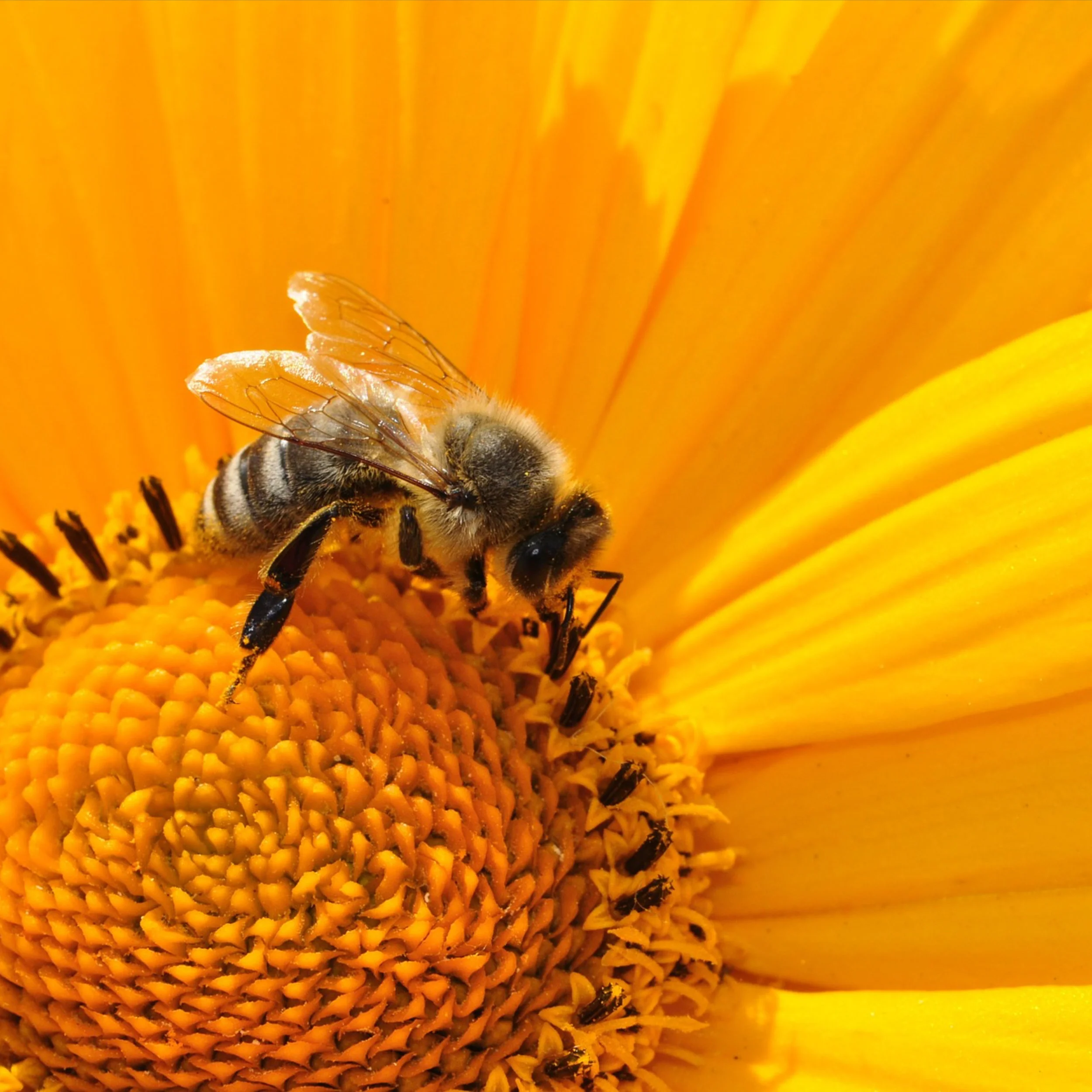 Pollinator Festival