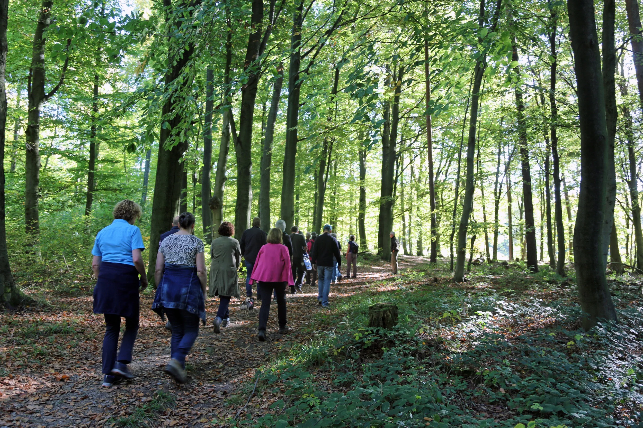 De-Stress with Forest Therapy