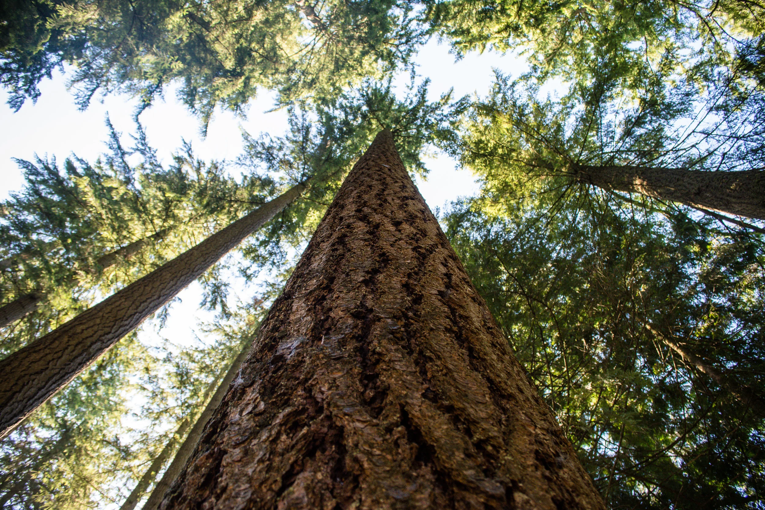  Forest Bathing at the Mount Washington Arboretum