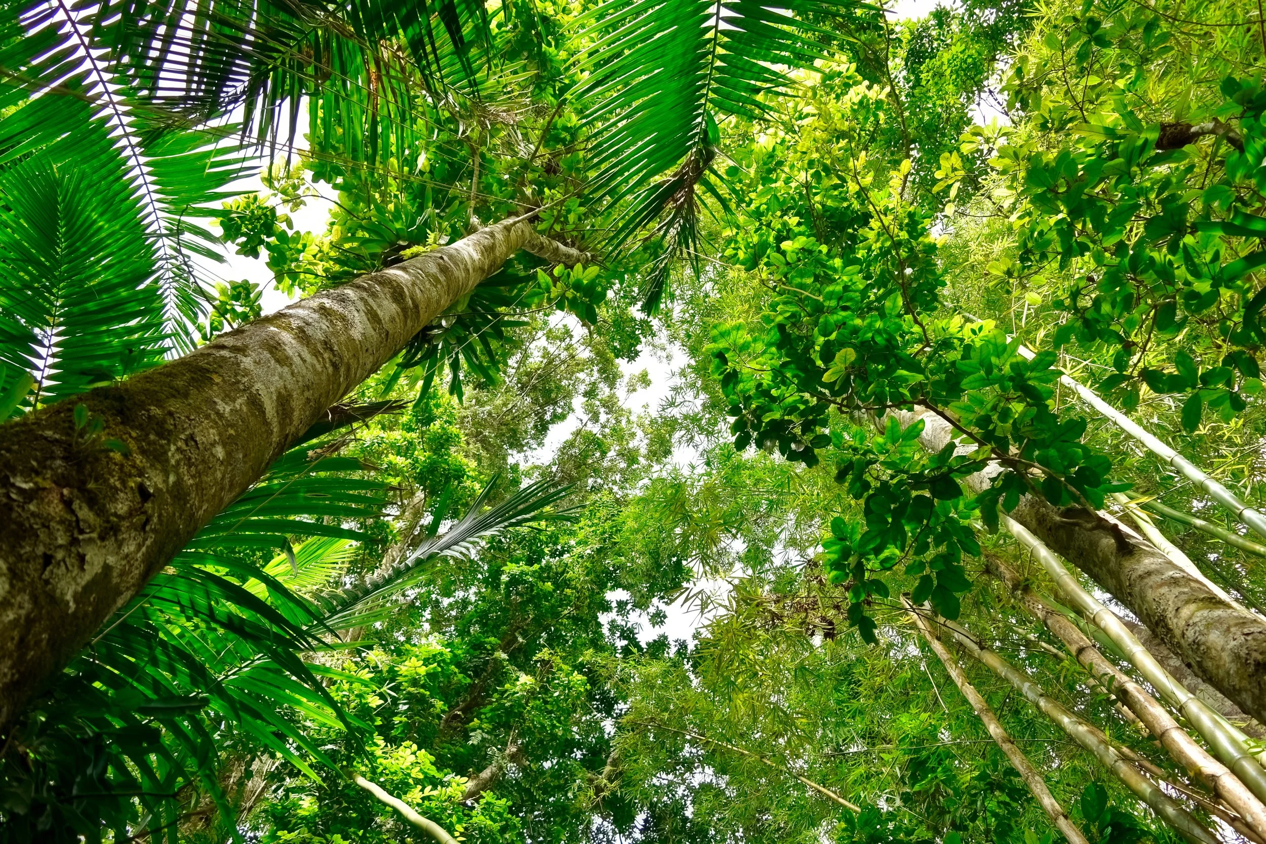 SOLD OUT: FREE Forest Bathing in El Yunque National Forest