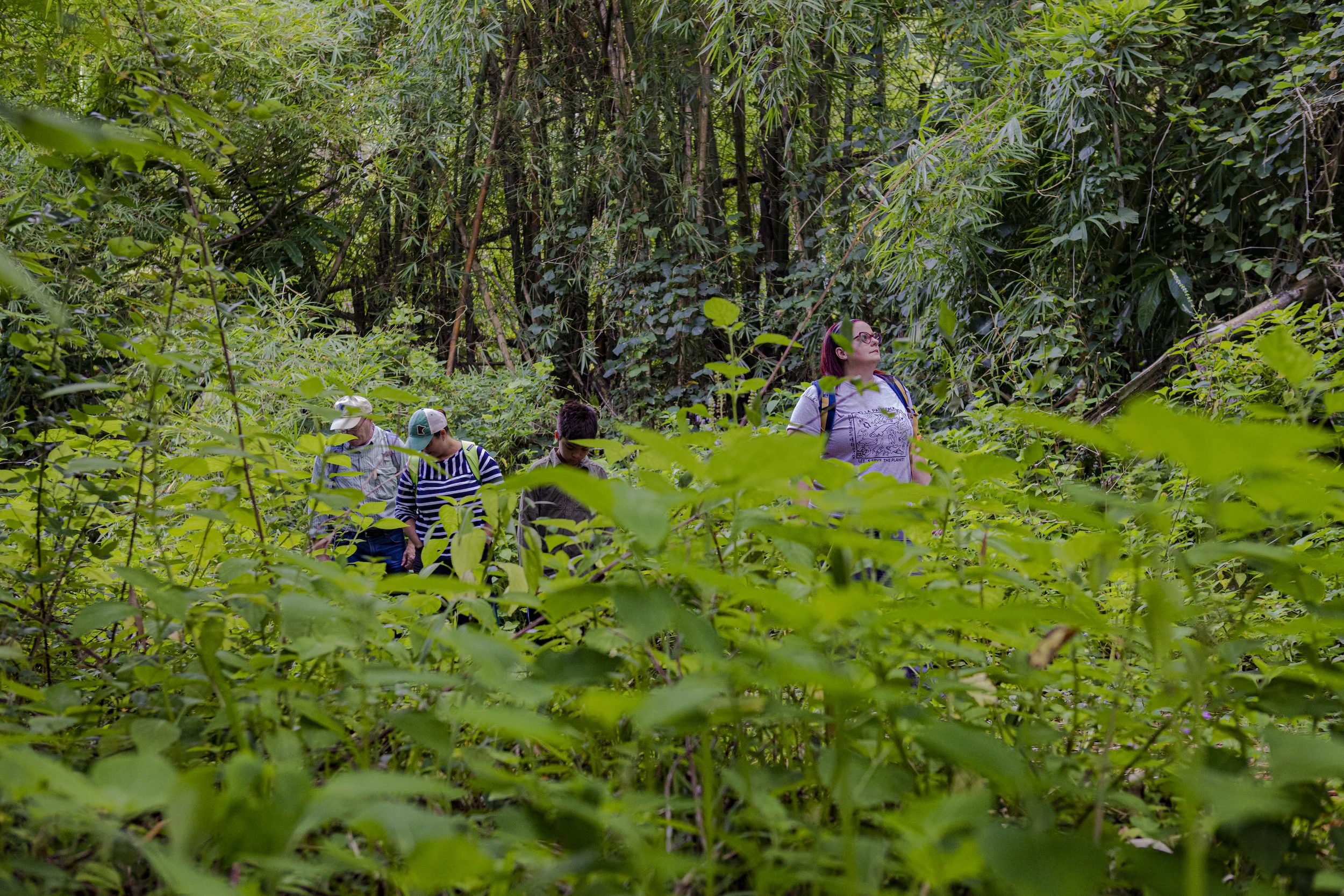 Caminatas de Terapia de Bosque Gratuitas (Centro de Conferencias Yuquiyú)