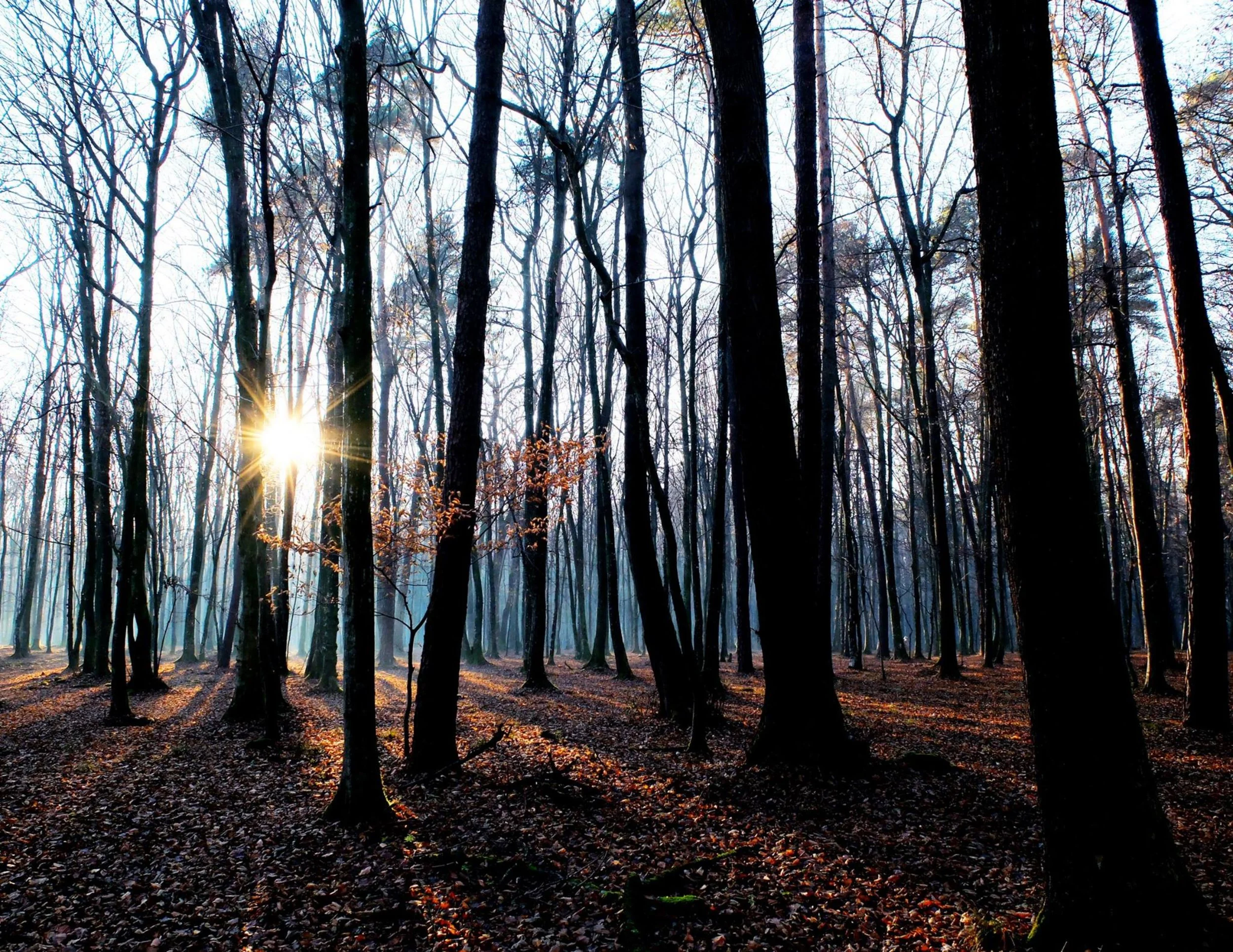 International Day of Forests - webinar