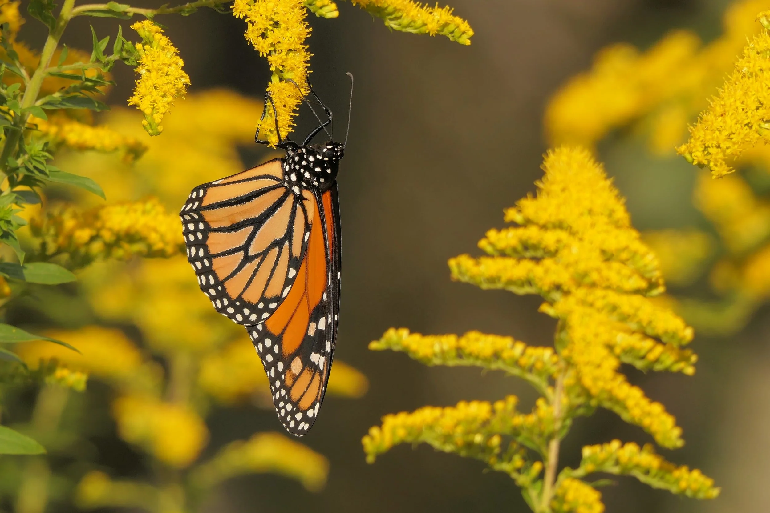 Michigan: Liam the Lepidopterist: Amigos for Monarchs!