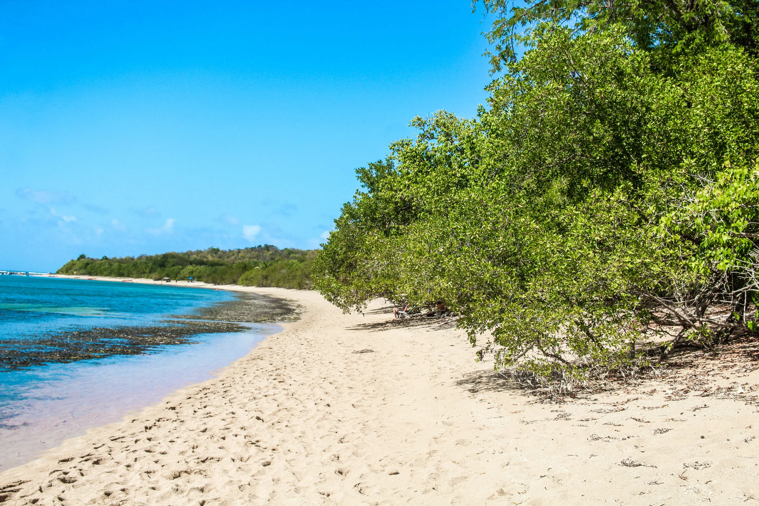Fajardo and Naguabo: City Nature Challenge in Puerto Rico