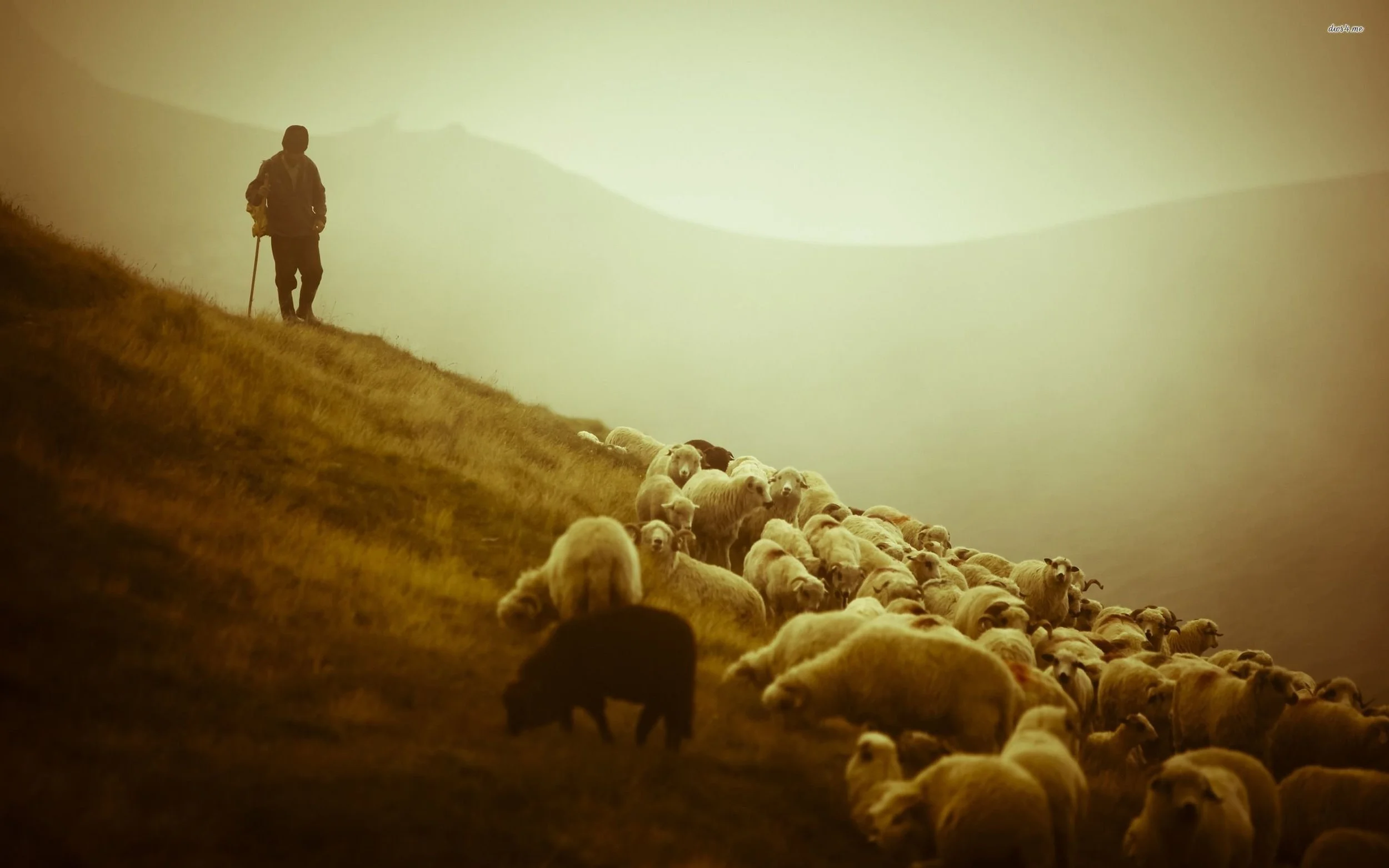 herd-sheep-shepherd.jpg