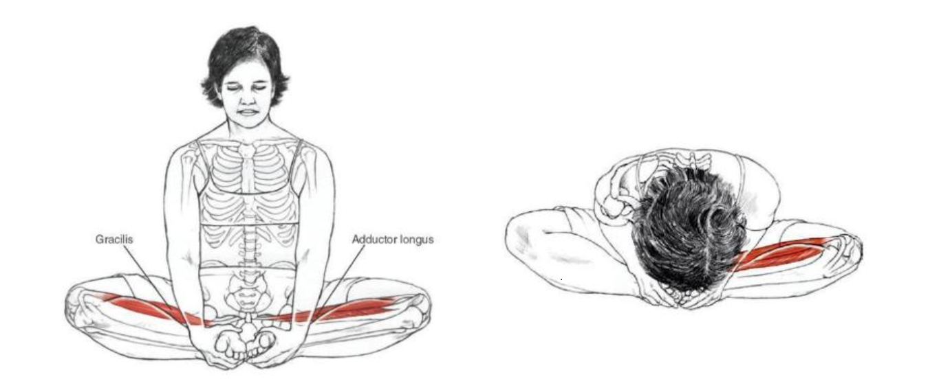 蝴蝶式肌肉 伸展展示。 圖本來源: Yoga Anatomy-2nd Edition
