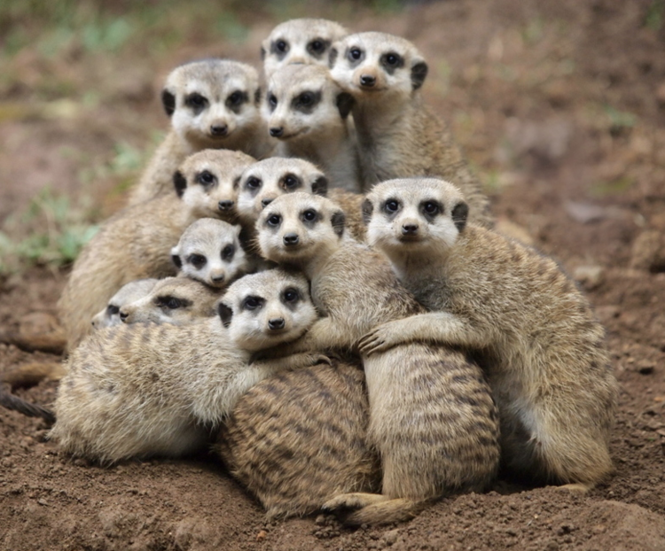 meerkats+II.png
