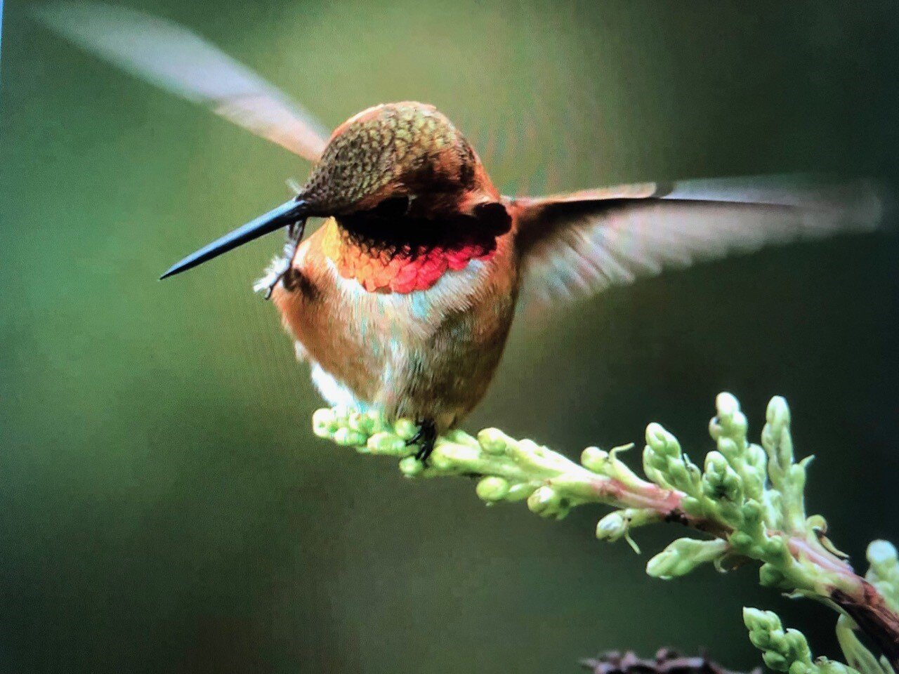 thumbnail_HUMMINGBIRD ON BRANCH.jpg