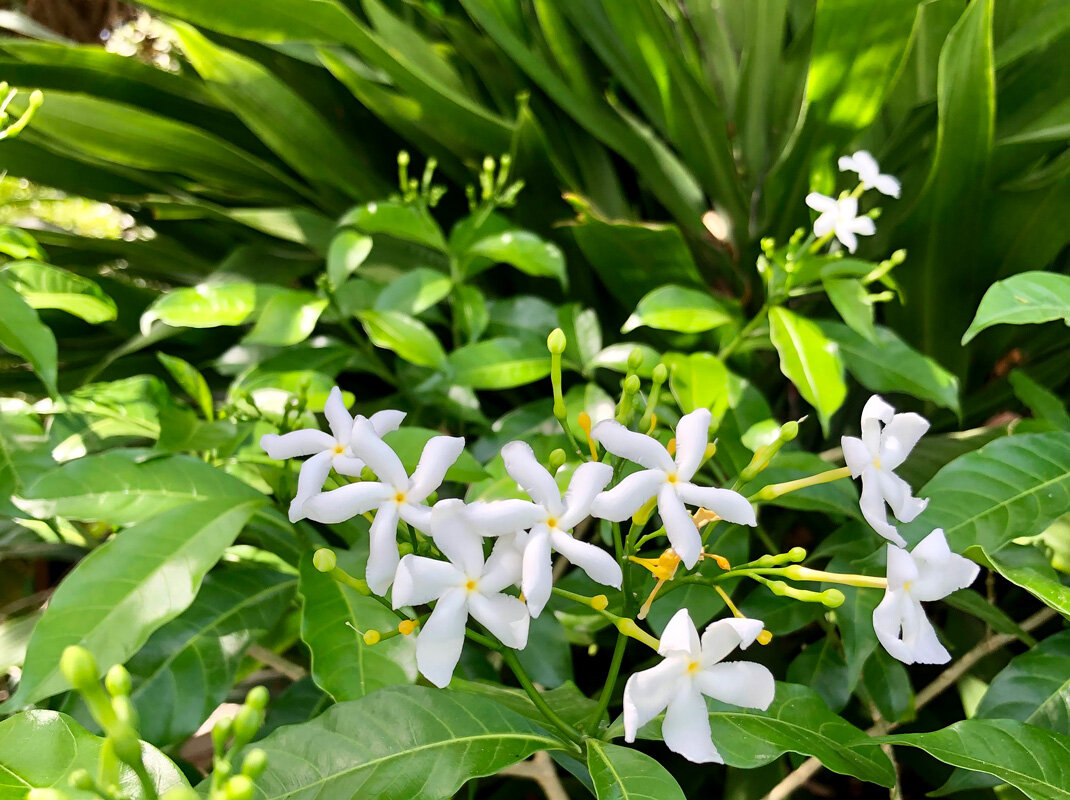SH-white-flowers.jpg