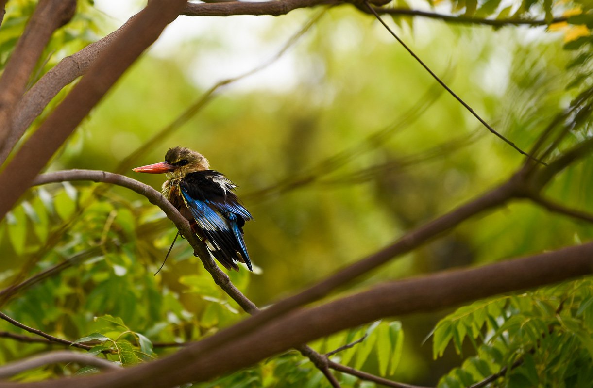 amp-kingfisher.jpg