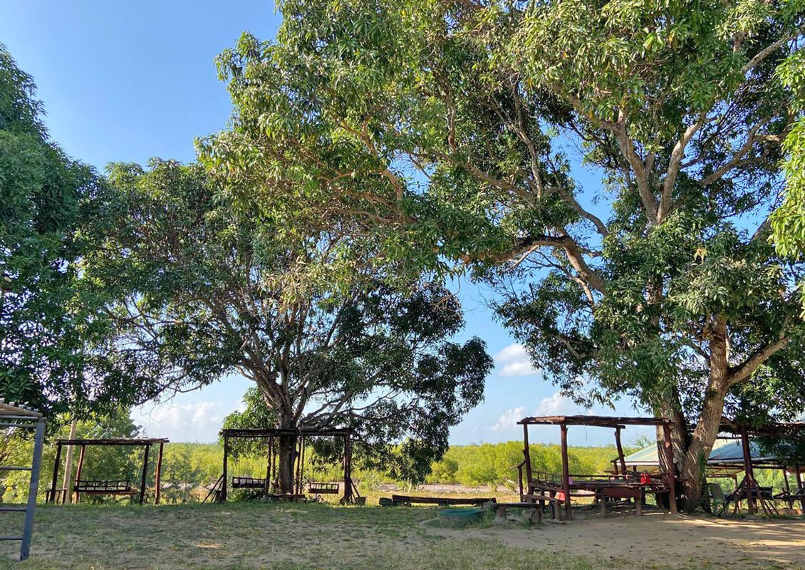NMC01-trees-swings.jpg