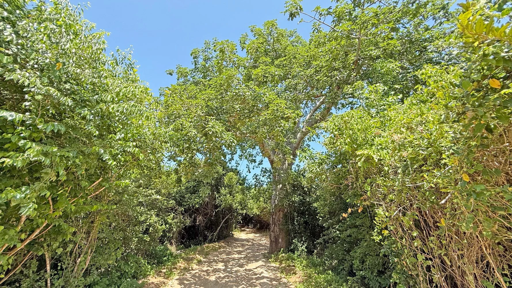Bao-forest.jpg