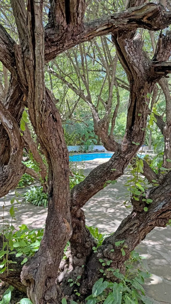 WH-tree-view.jpg