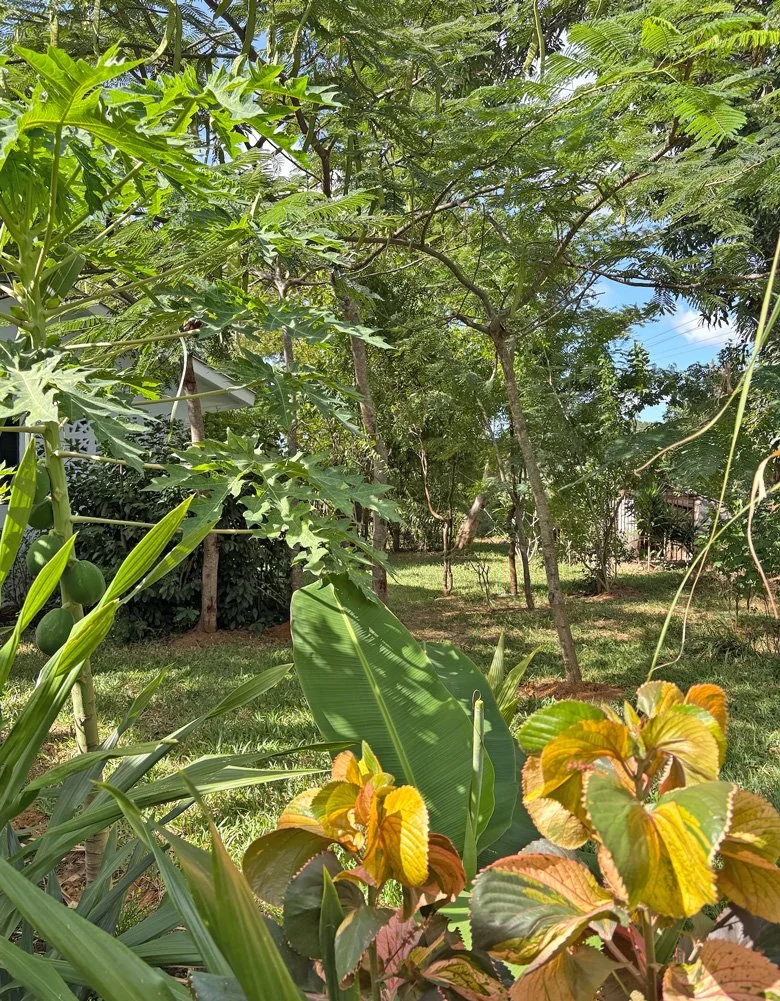MALR02-garden2.jpg