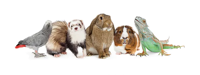 Training for Veterinary Nurse