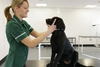 A young Animal Care Trainee on an MCDT Animal Care Training Course.
