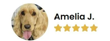 DOG GROOMING TRAINING COURSES LIVERPOOL