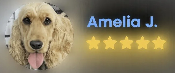 DOG GROOMING COURSES LIVERPOOL