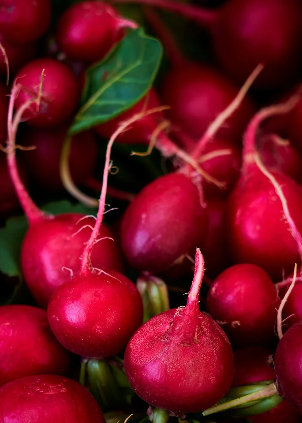 radishes.jpg